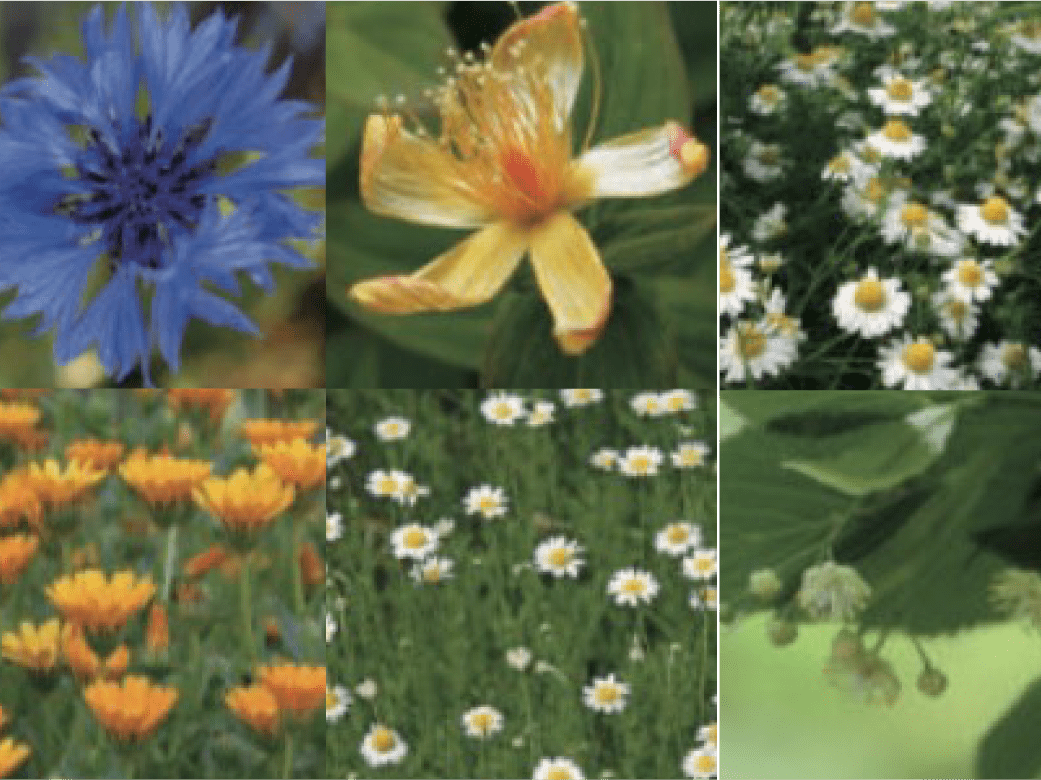 6種類のハーブエキス配合 画像